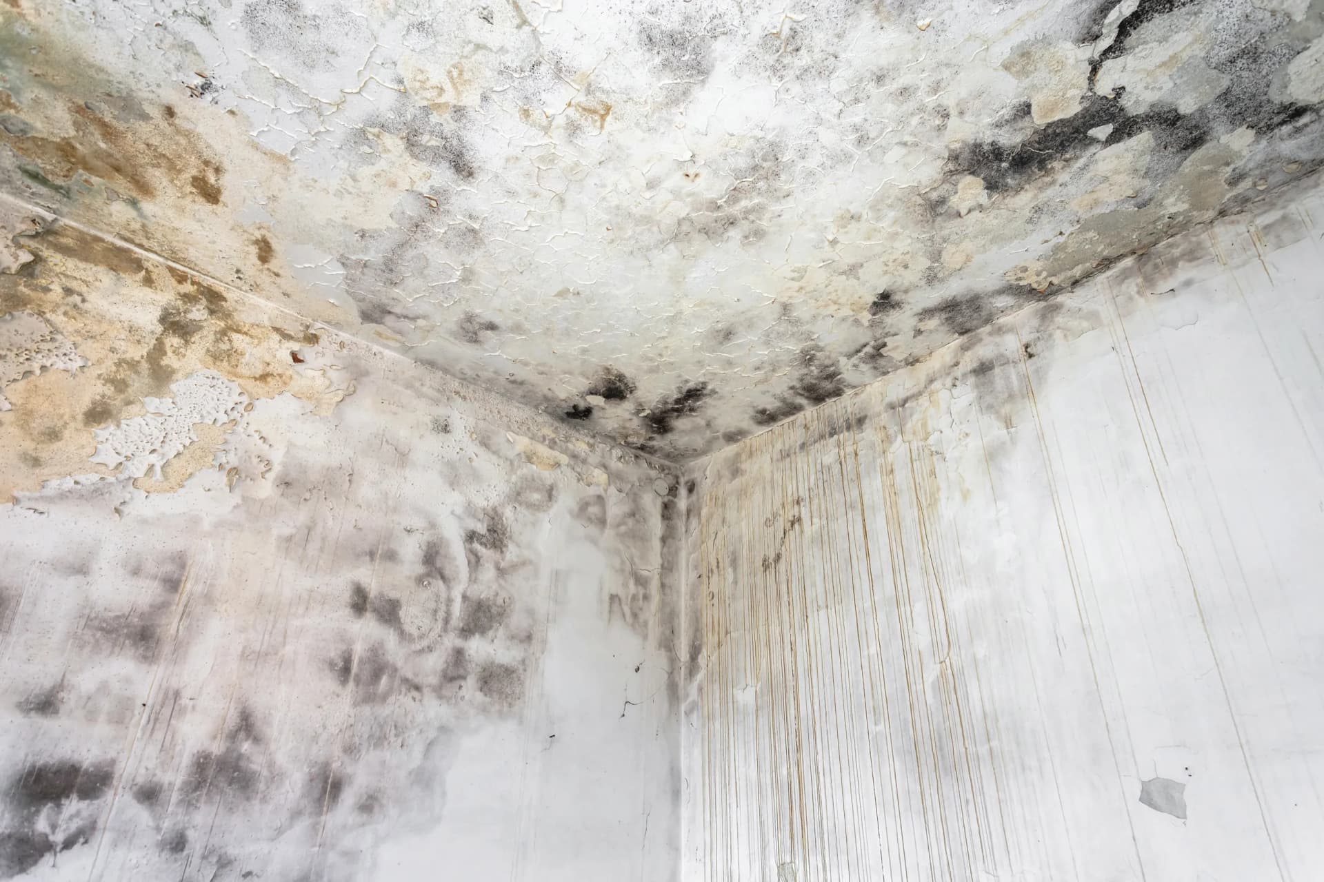 Mold After Water Intrusion